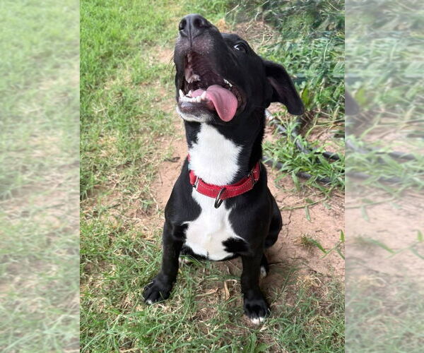 Medium Photo #33 Labrador Retriever-Unknown Mix Puppy For Sale in OKLAHOMA CITY, OK, USA