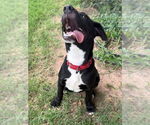 Small #32 Labrador Retriever Mix