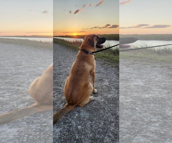 Medium Photo #1 Anatolian Shepherd Puppy For Sale in Pompano Beach , FL, USA