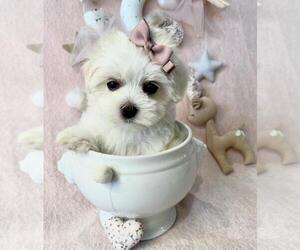 Maltese Puppy for sale in HOMESTEAD, FL, USA