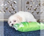 Small #2 ShihPoo