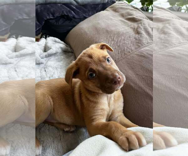 Medium Photo #2 Boxer-Unknown Mix Puppy For Sale in pomfret, CT, USA