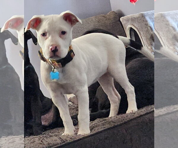 Medium Photo #2 Mutt Puppy For Sale in Plainfield, IL, USA