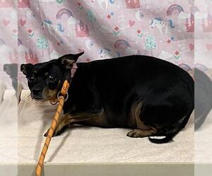 Chihuahua Dogs for adoption in Modesto, CA, USA
