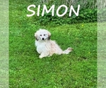 Image preview for Ad Listing. Nickname: Simon