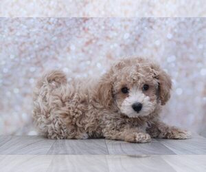 Poochon Puppy for sale in MARIETTA, GA, USA