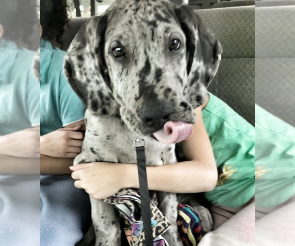Medium Photo #6 Great Dane Puppy For Sale in COLUMBUS, OH, USA