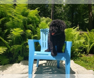 Bernedoodle Puppy for sale in RENFREW, PA, USA
