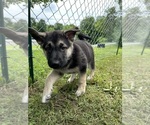 Puppy Daisy German Shepherd Dog-Siberian Husky Mix