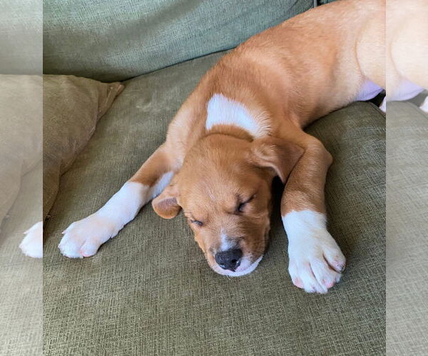 Medium Photo #10 Great Pyrenees-Unknown Mix Puppy For Sale in Germantown, OH, USA
