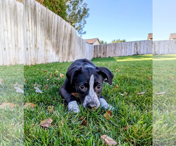 Medium Photo #17 Border-Aussie Puppy For Sale in Sandy, UT, USA