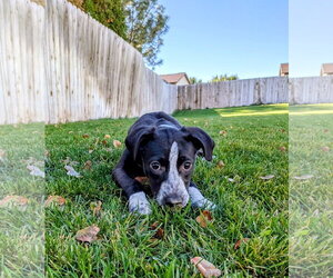 Aubrie - Female Border-Aussie Dog for Adoption - Photo #17