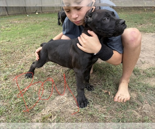 Medium Photo #2 Cane Corso Puppy For Sale in PARAGOULD, AR, USA