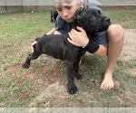 Litter of 6 - Male(s) and Female(s) Cane CorsoLitter of Puppies for Sale - Photo #2