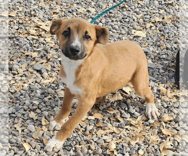 Medium Photo #1 Australian Shepherd-Unknown Mix Puppy For Sale in Salt Lake City, UT, USA