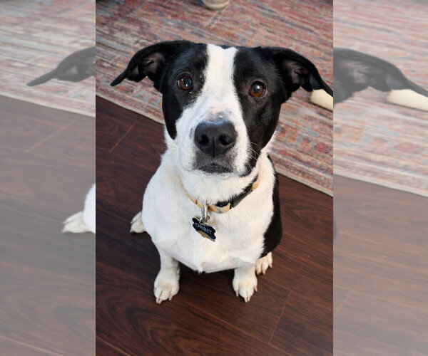 Medium Photo #2 Border Collie-Unknown Mix Puppy For Sale in Laramie, WY, USA