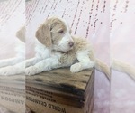 Small Photo #76 Aussie-Poo-Goldendoodle Mix Puppy For Sale in COMMERCE, MI, USA