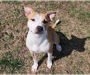 Mutt Dogs for adoption in Springfield, MA, USA