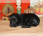 Small Photo #5 YorkiePoo Puppy For Sale in CHANUTE, KS, USA