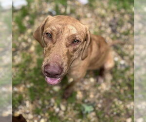 Labrador Retriever-Unknown Mix Dogs for adoption in Palatine/Kildeer/Buffalo grove, IL, USA