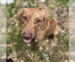 Small Labrador Retriever Mix