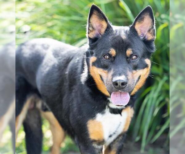 Medium Photo #1 German Shepherd Dog-Unknown Mix Puppy For Sale in Camarillo, CA, USA