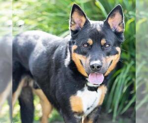 German Shepherd Dog-Unknown Mix Dogs for adoption in Camarillo, CA, USA