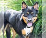 *GATOR - Male German Shepherd Dog-Unknown Mix Dog for Adoption - Small photo