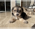 Small Photo #10 Maltipoo Puppy For Sale in SANTA MARIA, CA, USA