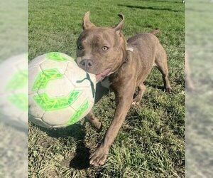 American Pit Bull Terrier-Unknown Mix Dogs for adoption in Fremont, CA, USA