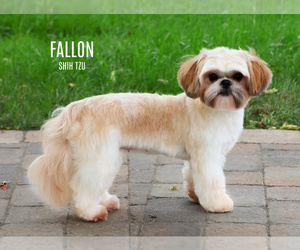 Mother of the Shih Tzu puppies born on 05/24/2025