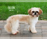 Small Photo #1 Shih Tzu Puppy For Sale in SYRACUSE, IN, USA
