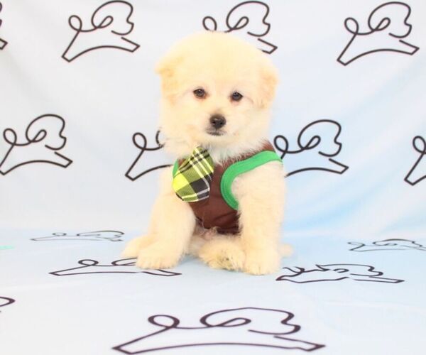 Medium Photo #22 Pom-A-Poo Puppy For Sale in LAS VEGAS, NV, USA
