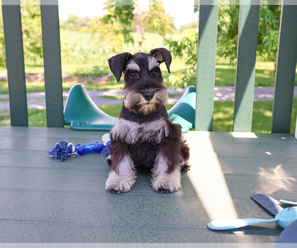 Medium Photo #6 Schnauzer (Miniature) Puppy For Sale in SYRACUSE, IN, USA