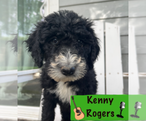 Bernedoodle-Poodle (Miniature) Mix Puppy for sale in GOLDEN, CO, USA