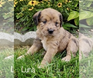 Miniature Labradoodle Puppy for sale in CLARE, MI, USA