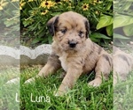 Image preview for Ad Listing. Nickname: Luna