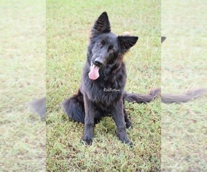 German Shepherd Dog Puppy for Sale in MORRILTON, Arkansas USA