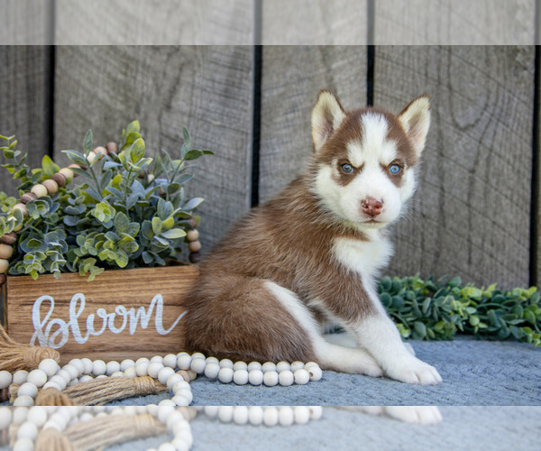 Medium Photo #2 Siberian Husky Puppy For Sale in SHREVE, OH, USA