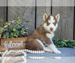 Small Photo #3 Siberian Husky Puppy For Sale in SHREVE, OH, USA