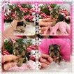 Small Photo #10 Yorkshire Terrier Puppy For Sale in ADAMSVILLE, TN, USA