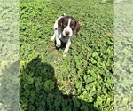 Small Photo #15 German Shorthaired Pointer Puppy For Sale in RIO LINDA, CA, USA