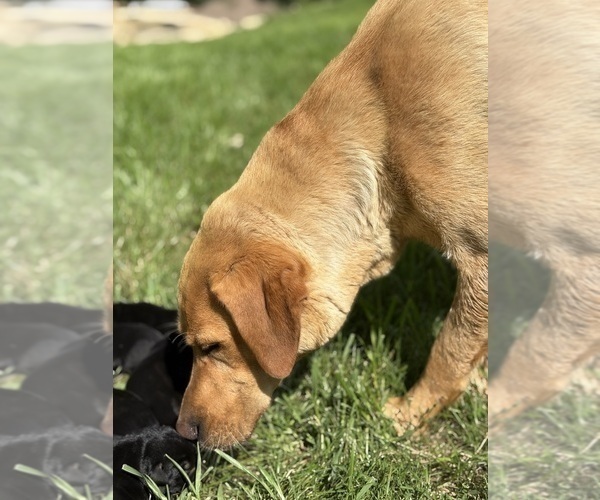 Medium Photo #12 Labrador Retriever Puppy For Sale in COON VALLEY, WI, USA