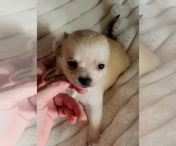 Medium Photo #10 Chihuahua Puppy For Sale in ADAMSVILLE, TN, USA