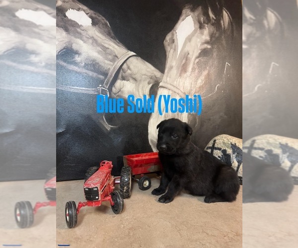 Medium Photo #9 Belgian Malinois Puppy For Sale in MENASHA, WI, USA