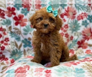 Cavapoo Puppy for sale in LAKELAND, FL, USA