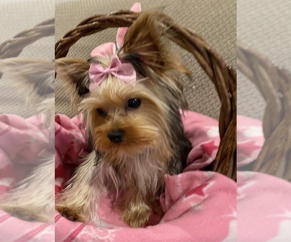 Medium Photo #1 Yorkshire Terrier Puppy For Sale in MILTON, FL, USA