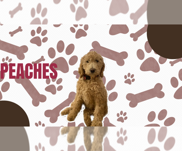 Medium Photo #1 Double Doodle Puppy For Sale in WHEAT RIDGE, CO, USA
