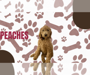 Father of the Double Doodle puppies born on 02/24/2025
