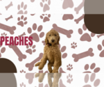 Small Photo #1 Double Doodle Puppy For Sale in WHEAT RIDGE, CO, USA
